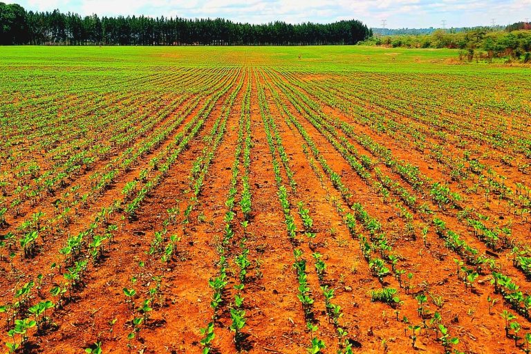Uganda farm training boosts soybean crop from 1 to 5 acres