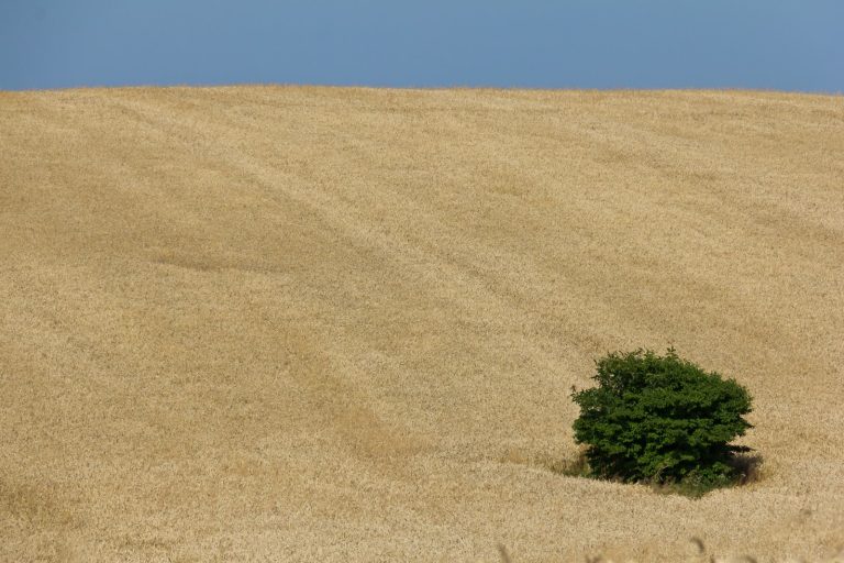 Impact on Ukraine’s Grain Exports and Global Food Prices