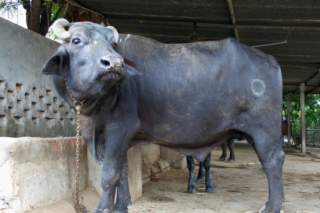 Study: High heat and humidity cut buffalo milk output in Haryana