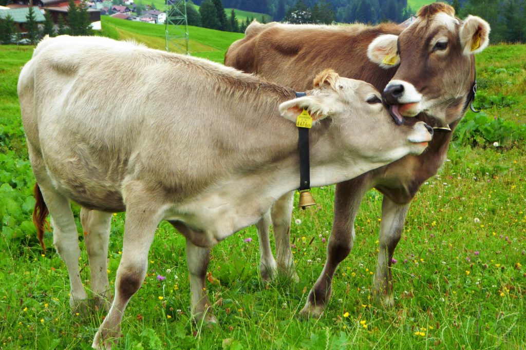 Plant-Based Myoglobin vs. Livestock: Environmental Impact Data