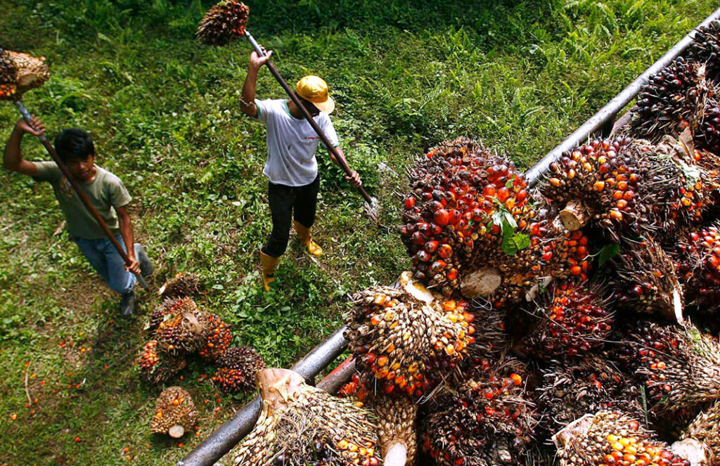Palm Oil