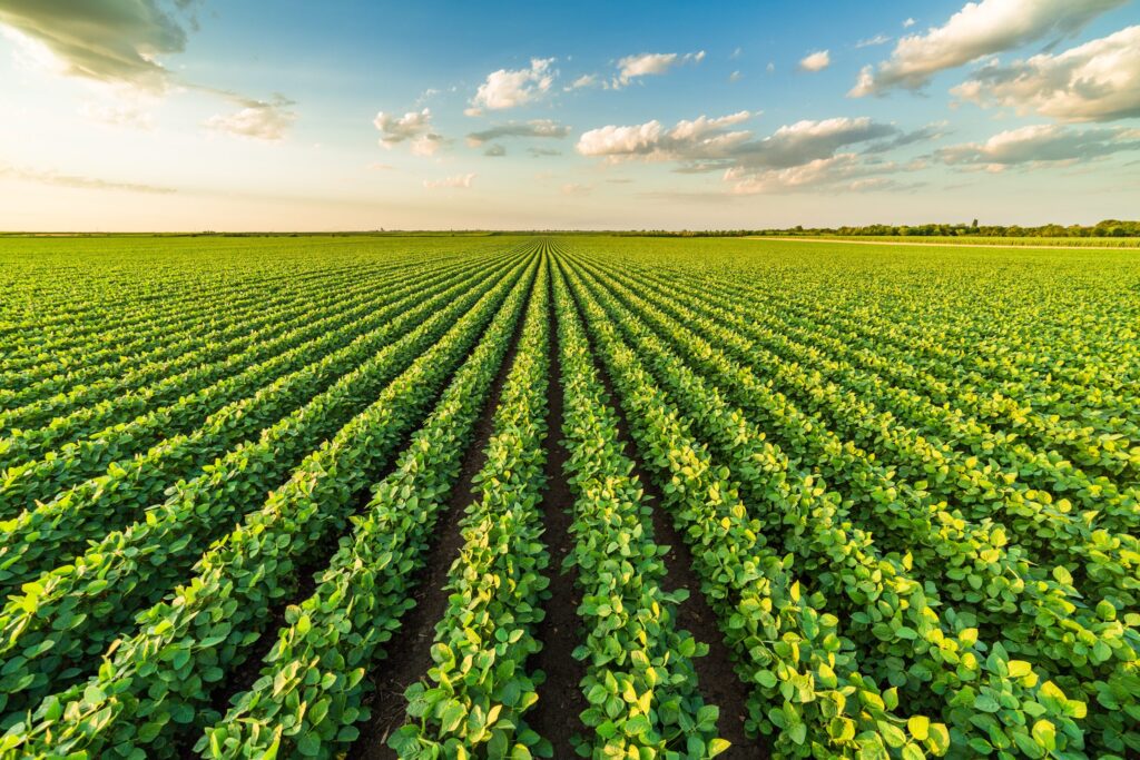 Agricultural Field