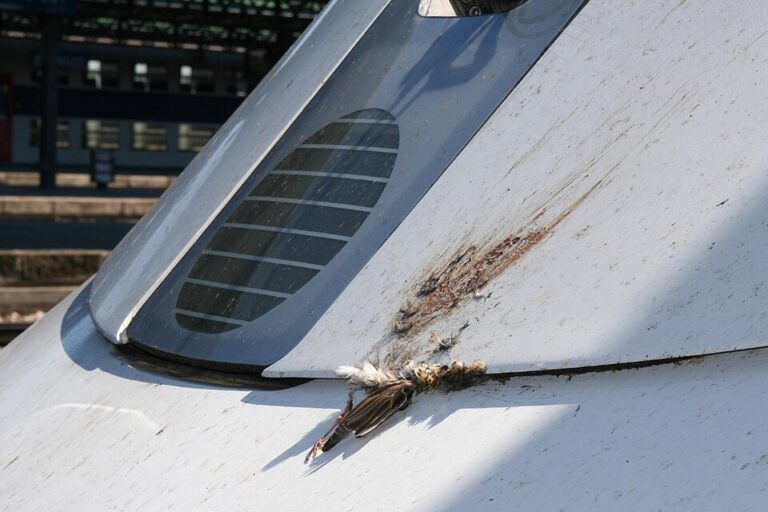 Avian Radar Soars as Bird Strikes Decline Post-Hudson Ditching