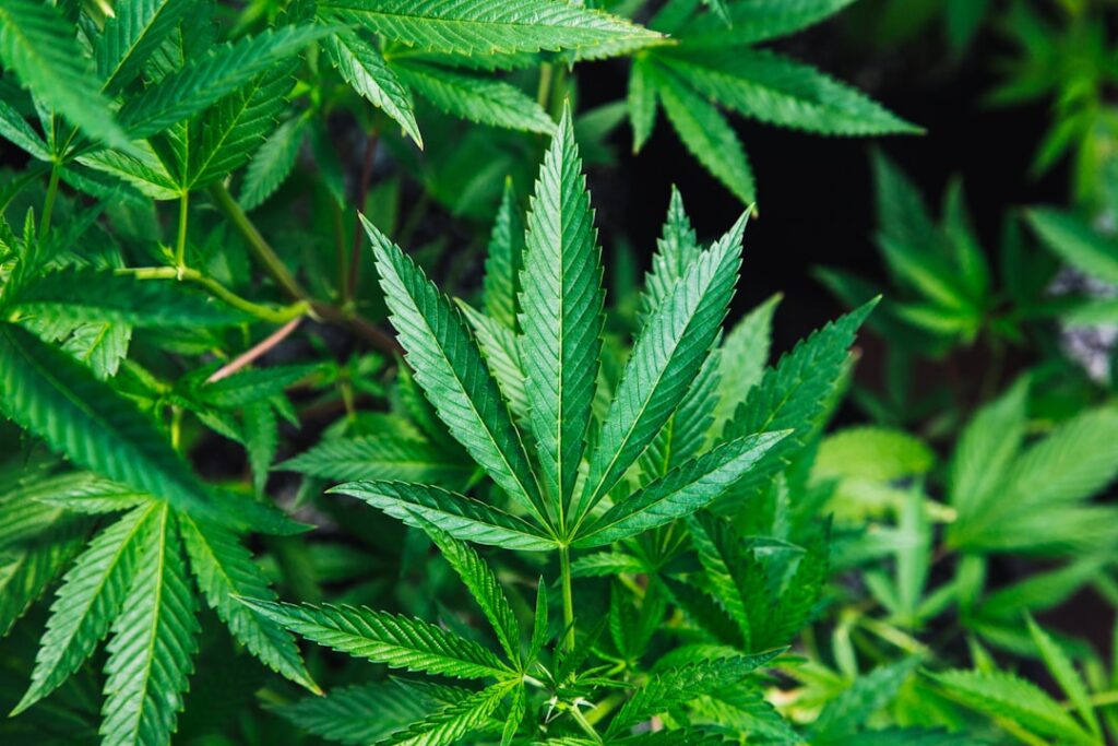 Thai farmer stands in a cannabis field with irrigation equipment, crops unsold after government halt