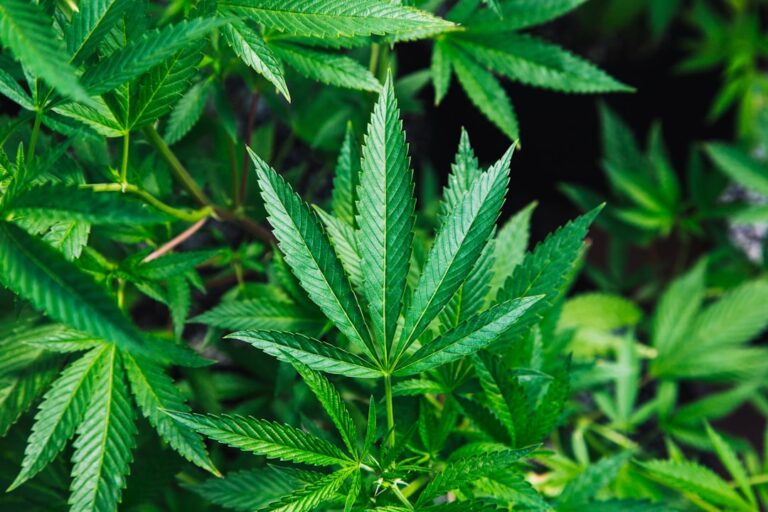 Thailand Halts Commercial Cannabis Cultivation