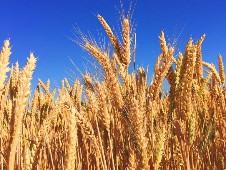 Russia and Ukraine War Threatens Global Grain Export Stability