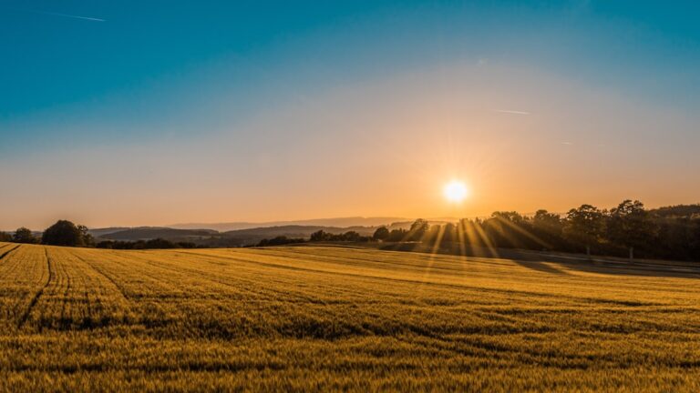 Global Wheat Crisis Intensifies Amidst Rising Production Costs Worldwide