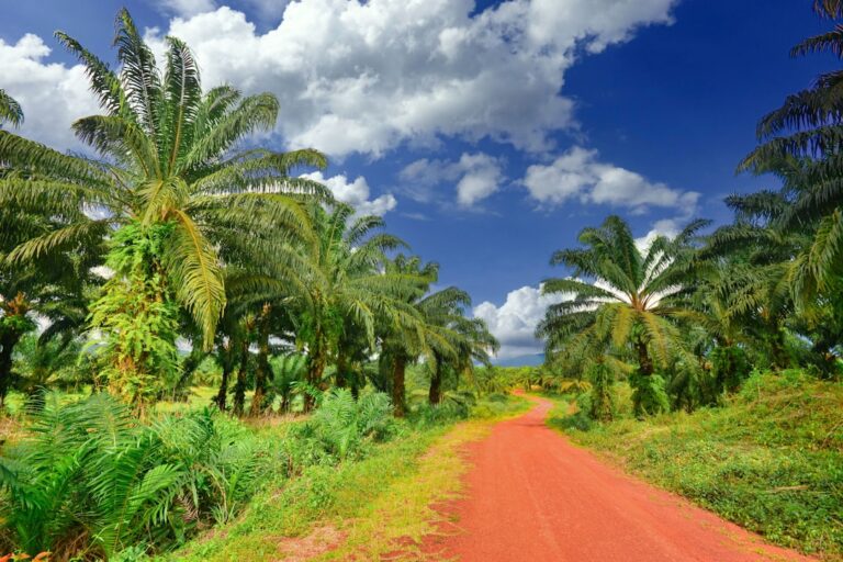 Malaysia Holds Palm Oil Export Duty at 8% for July 2021