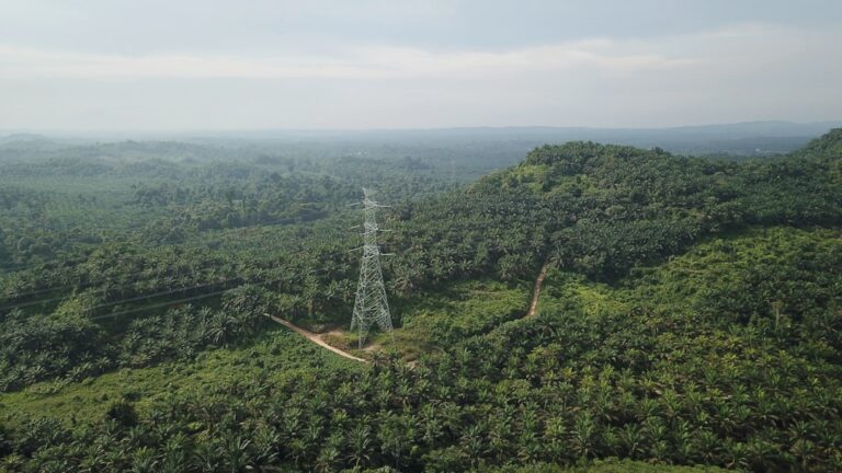 Malaysia Palm Oil Stockpiles Fall 6.56% to 2.11M Tonnes