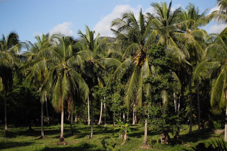 Malaysia’s Palm Oil Stockpiles Surge Past 2 Million Tonnes Suddenly