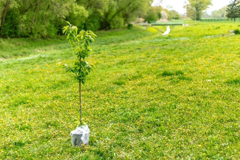 Rows of young tree saplings planted on restored farmland with Nestle and partner logos on stakes under morning sun.