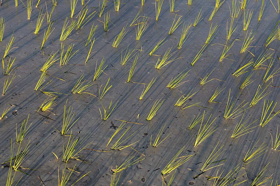 Rice Field