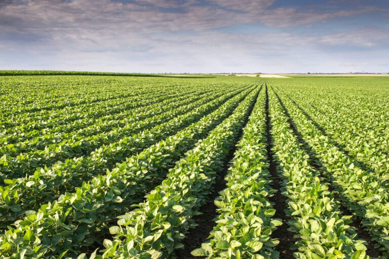 Moses’ Struggle: Low Soybean Yields Plague Ugandan Farmers