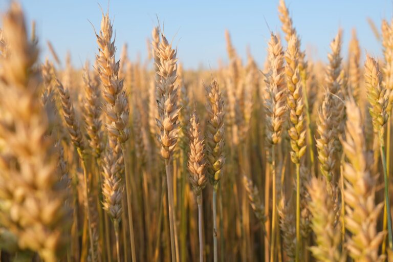 Global Food Prices Soar to Record Levels Amid Ukraine Conflict