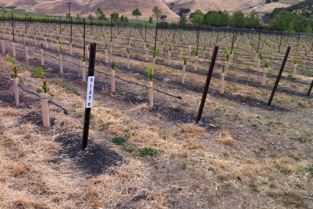 Californias Oldest Family Winery Files Bankruptcy, Estate for Sale
