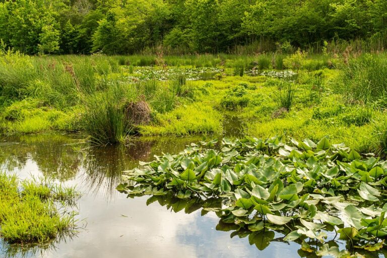 Wetland Vanishes: Three Decades of Farmland Expansion Revealed