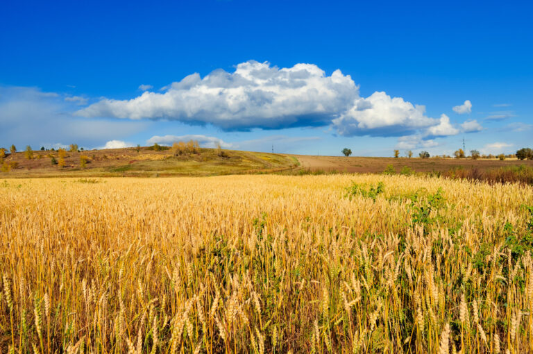 Conflict in Europe Threatens Global Food Security and Supplies Severely
