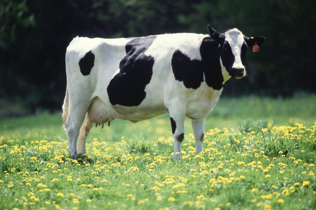 Dairy Dominates Tulare County\u2019s 9.1B Agriculture Economy, Amid Climate and Trade Risks