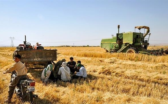 Kermanshah Agriculture Chief Details Record 5.75 Million Ton Harvest