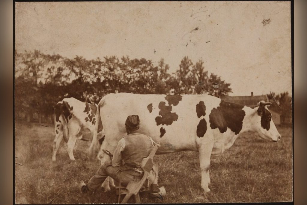 Farmer Milking A Cow